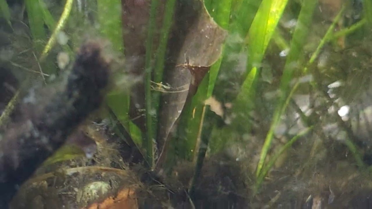 Puscilla's mini dwarf hair grass and indian dwarf pygmy p.Puffer fish 🐟 😋 ♥️ hit the like 👍 