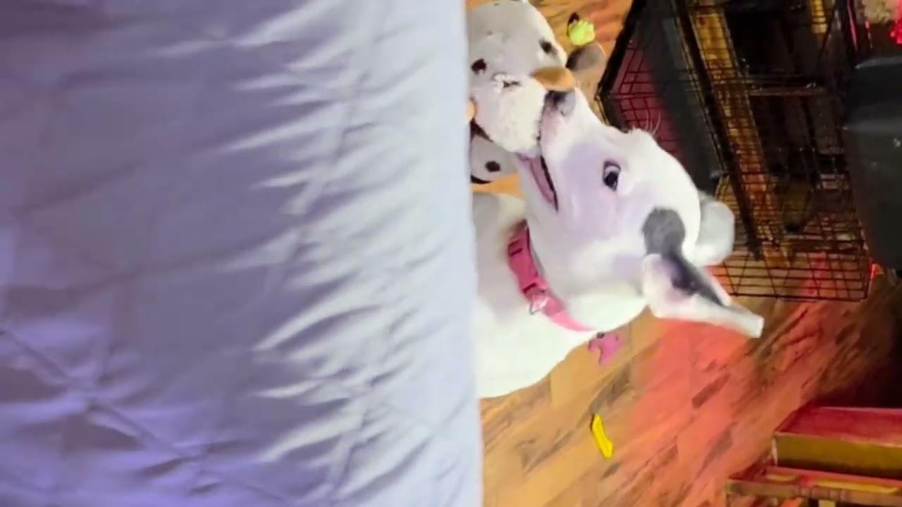 When the zoomies hit...Mayhem goes WILD. 😁