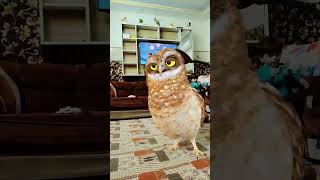 Download Lagu Aa pata pata Funny Owl Dancing #reels #trending MP3