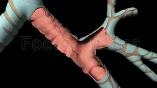 COPD - Animated Atlas