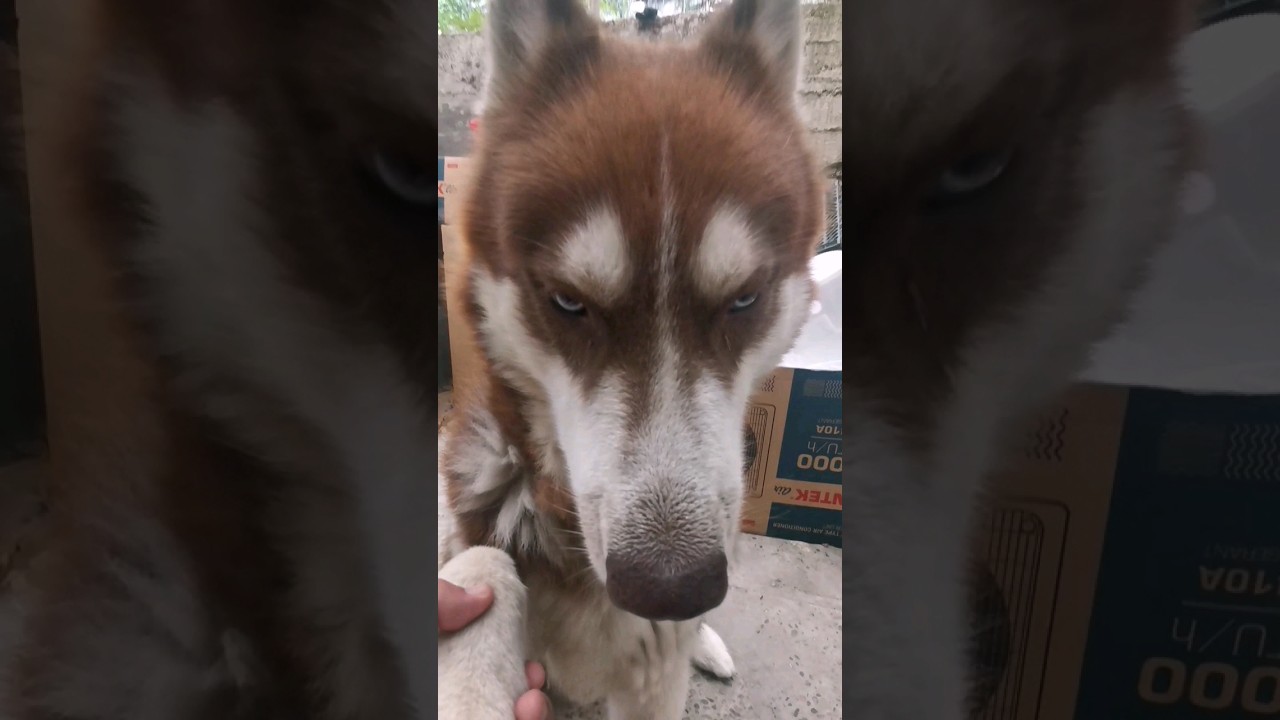 хаски АРЧИ 🐕‍🦺💗 