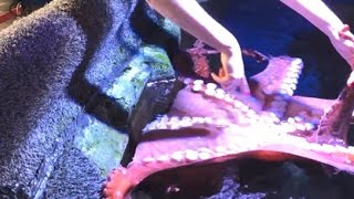 Octopus Q&A
