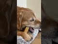 Your dog deserves a long-lasting chew today #dogs www.bestbullysticks.com