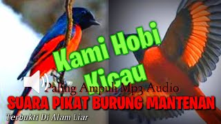 Suara Pikat Burung Mantenan Atau Murai Api Sumatra Mp3 - AMPUH PIKAT