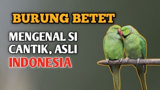 Mengenal Lebih Dekat Burung Betet  Kembaran Burung Macaw