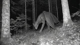 Unbelievable Footage Captures Real Life Cryptids