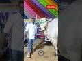 Maaz cattle farm  live sold out moment  happy buyer  cow cow.s shorts trending viral yt