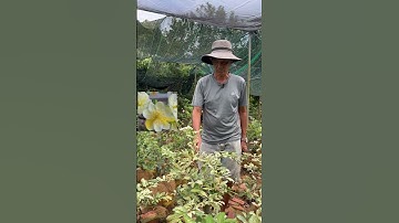 Cây mai Nhị Ngọc Toàn cẩm thạch đột biến | 0386569374 - Ngọc Ngân Bến Tre | Chuyên cây độc lạ