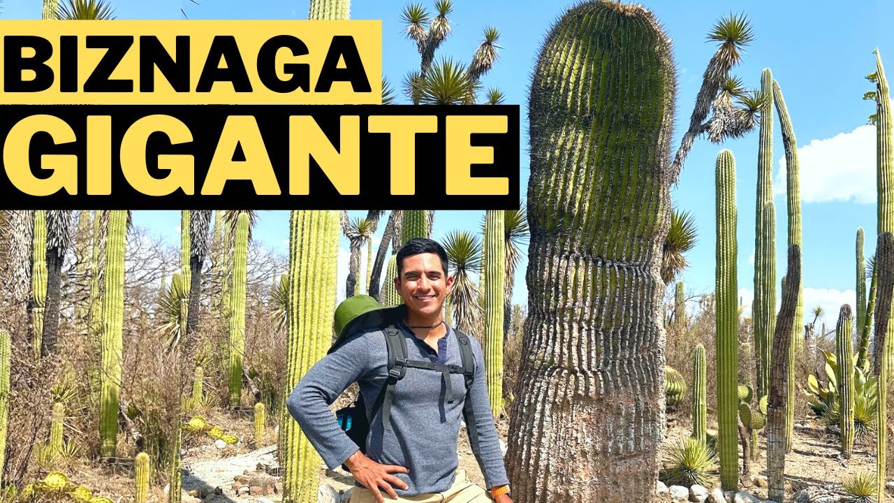 La biznaga gigante de más de 1000 años del Valle de Tehuacán, México.