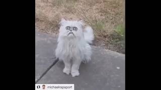 Michael  Rapaport  This Stray Cat Look Like Grandma | Этот Бродячий Кот Выглядит Как Бабка