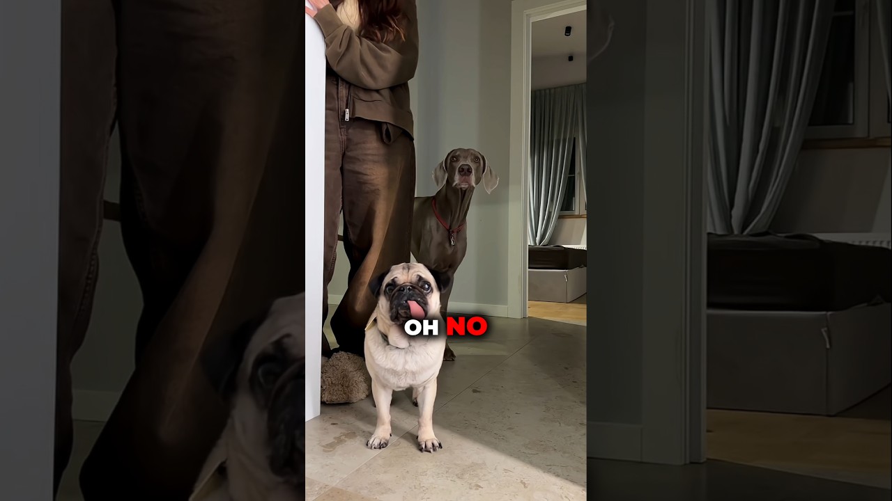 The Spirit Trapped Inside Leo and Jack’s Painting 😱👻 #youtubeshorts #dog #viralshort