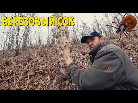 Собираю клещей и березовый сок на Сахалине