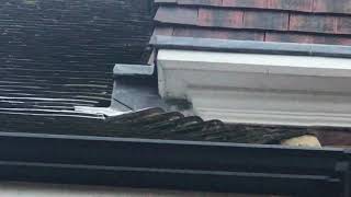 Wasp Nest Removal In Chiswick W4  - 020-8848-1254 For Wasp Control