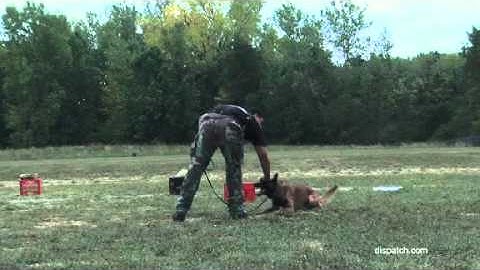 Canine teams train to detect bombs