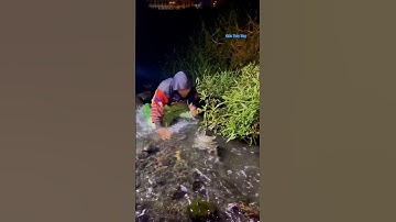 Cá Lớn - bắt đàn Cá Chép Khủng xuôi dòng 😱 #khacthuyvlogg