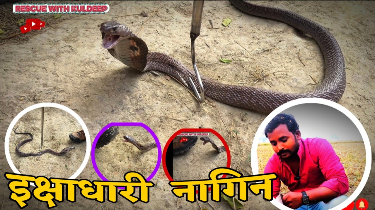 मच्छरदानी से ढकी हुई बाइक में घुस गई इक्षाधारी नागिन रेस्क्यू टीम ने बहुत कोशिश बाद किया रेस्क्यू 