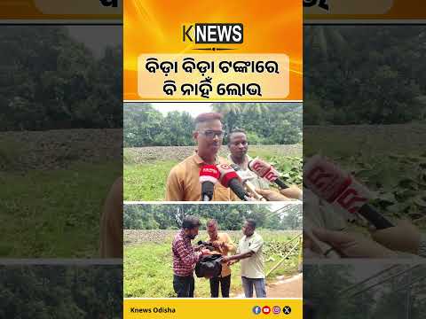 ବିଡ଼ା ବିଡ଼ା ଟଙ୍କାରେ ବି ନାହିଁ ଲୋଭ #knewsodisha