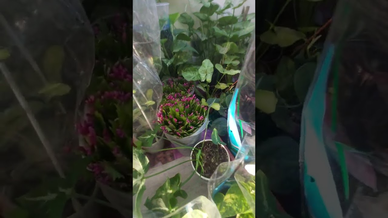 Гардения гулини тувакка кучириш ва парваришлаш