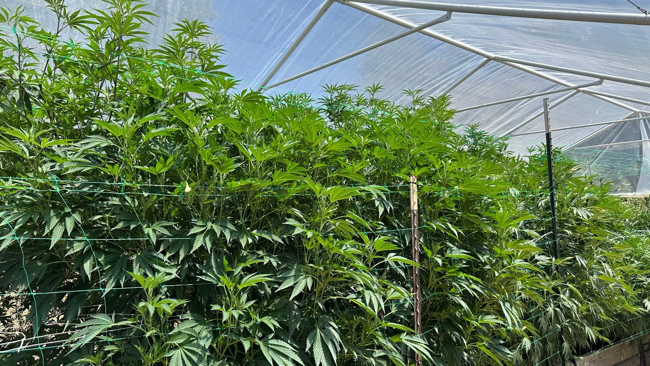 Northern California outdoor grow 2025