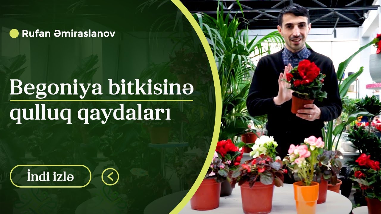 Begoniya bitkisinı qulluq qaydaları #begoniya