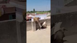 Monkey Riding A Hawk  What Am I Even Watching
