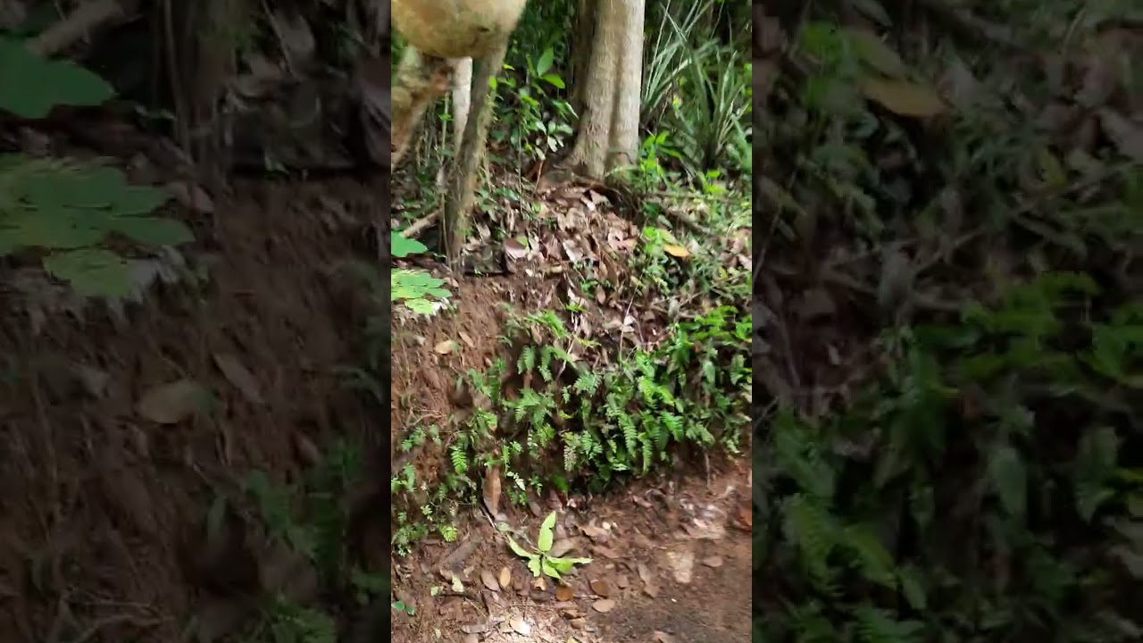 ප 25 ක කුඩා නිවසක් සමග ඉඩමක් ලක්ෂ 6 කට 0773869052