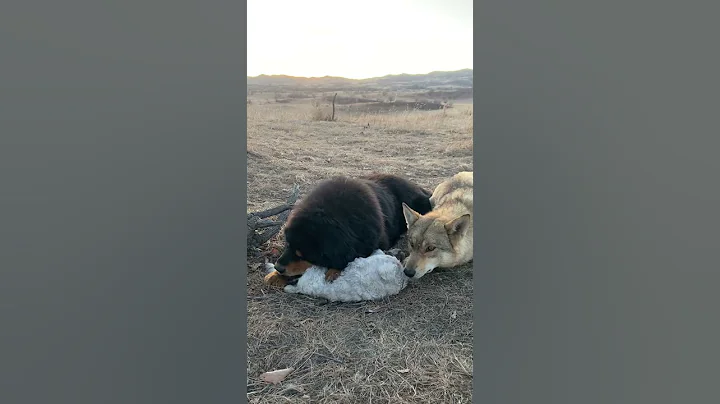 #Wolf intimidated by #mastiff - DayDayNews