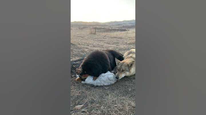 #Wolf intimidated by #mastiff