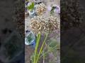 How To Get Onion Seeds Shorts Youtubeshorts Gardening