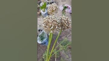 How to get onion seeds #shorts #youtubeshorts  #gardening