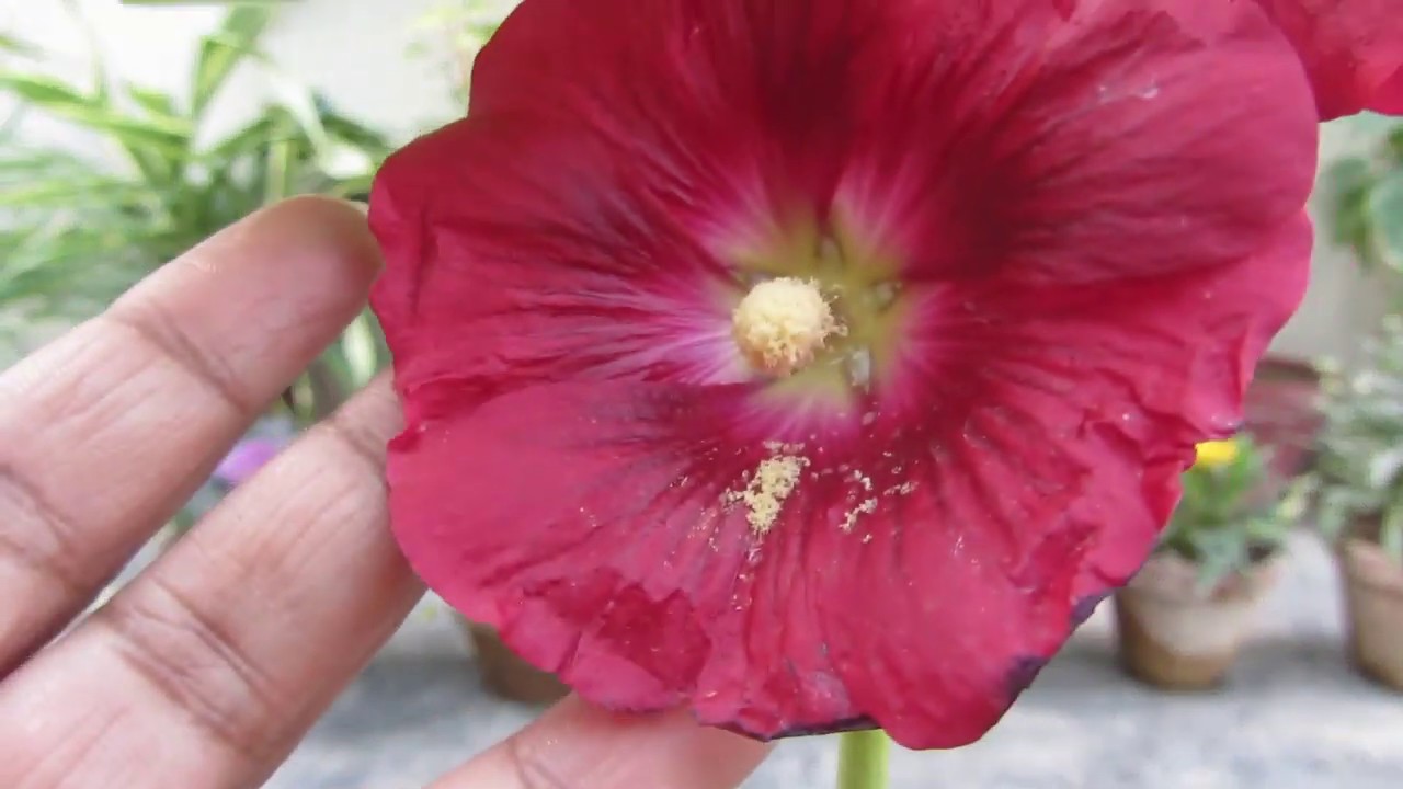 How to Grow & Care Hollyhocks Flowering Plant | Urdu/Hindi 