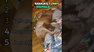 Ranking Funny animals part 46