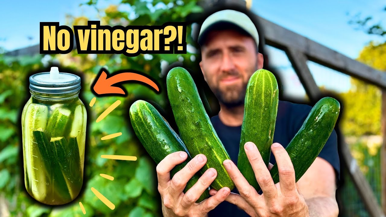 How to Pickle Cucumbers WITHOUT Vinegar (Lacto-Fermented Recipe)