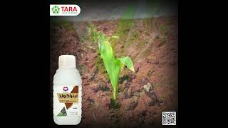 Tara Group | Tara Crop Sciences | Atra Gold | Maize | Corn | Weeds Control | Herbicide | Health