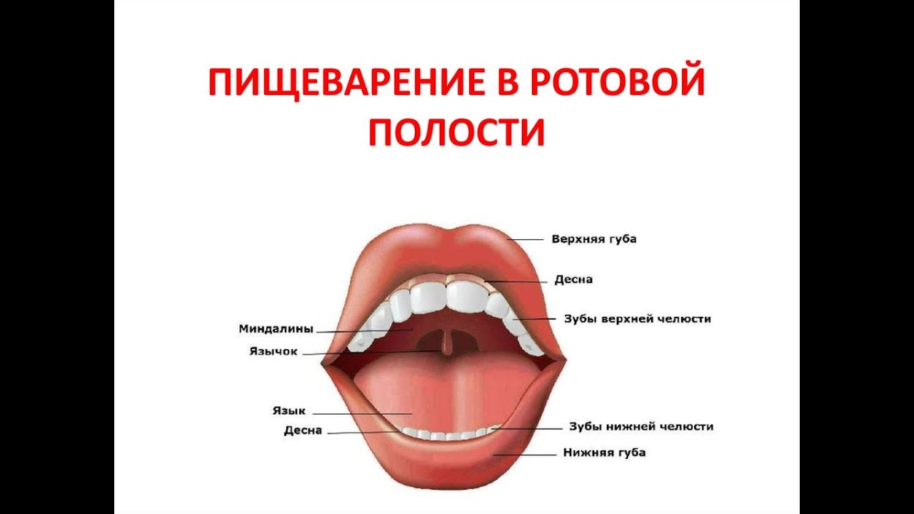 Какие функции выполняет ротовая полость человека. Строение пищеварение в ротовой полости. Строение ротовой полости 8 класс биология. Строение ротовой полости и органов пищеварения. Схема пищеварения в ротовой полости.