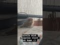 #Little Bird Surprise Visit #LittleBirdDombivli #ChirpingBird #NatureAtDombivliHome