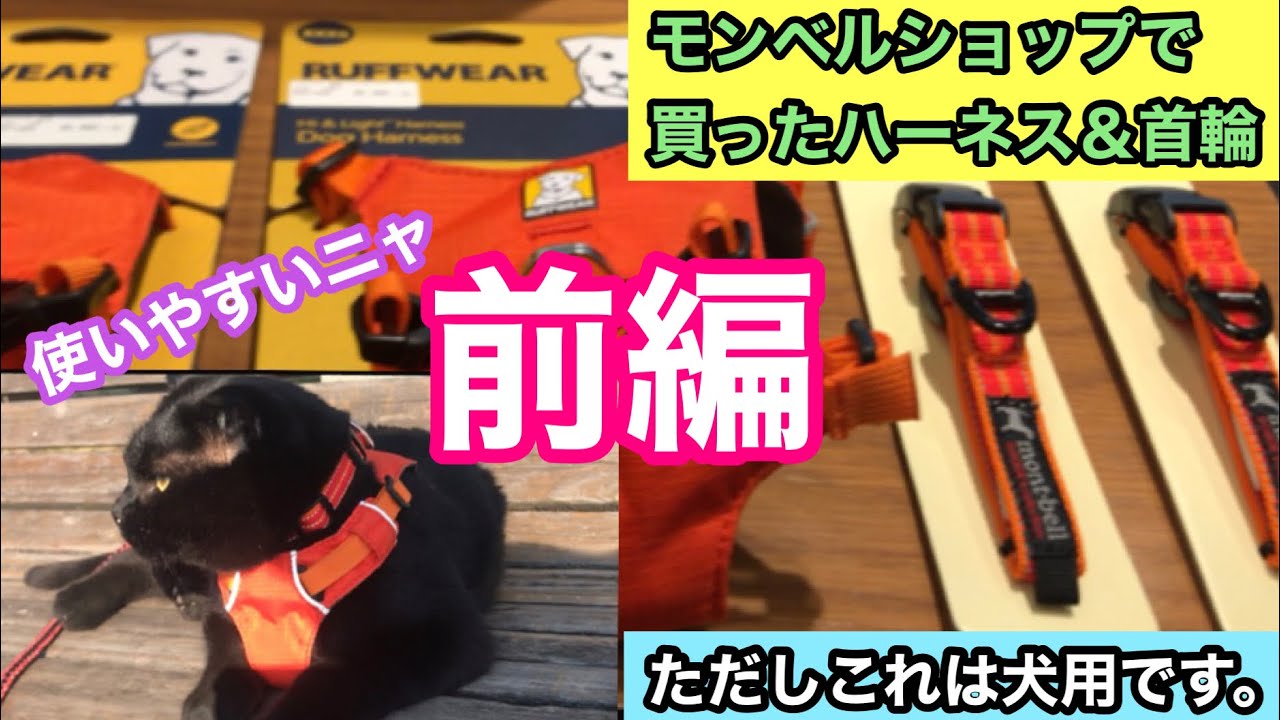R3 016 都内有名アウトドアショップで購入 ハーネス 首輪 前編 Camping Time もっとキャンプを快適に