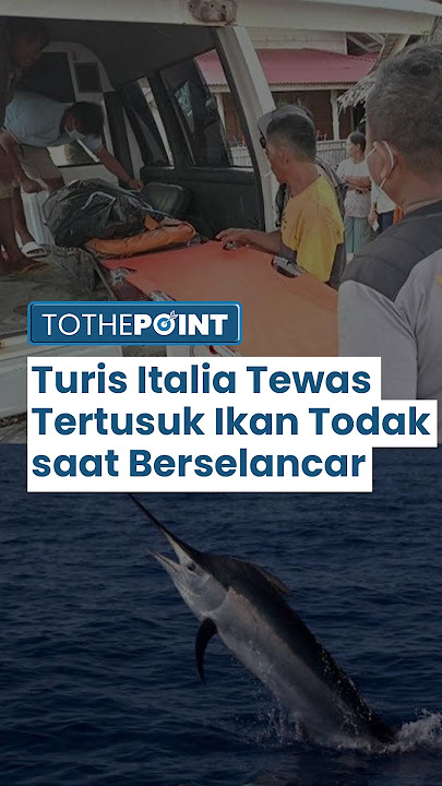 Turis Italia Tewas Tertusuk Ikan Todak saat Berselencar di Mentawai: Dada Tertusuk dan Mulut Berbusa