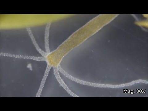 Hydra Under the Microscope - YouTube