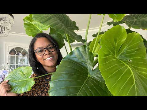 Video: Binnenhuise Olifantoorplant - Huisplantversorging van Colocasia