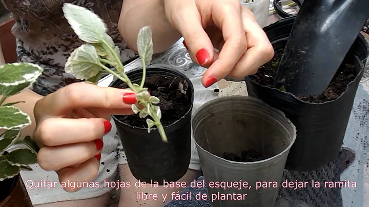 Planta Incienso - reproduccin