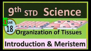 9th Science Unit:18 Plants and animal tissues (Meristem)