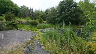 Modern Koi Blog #292 - Dreamy natural garden pond