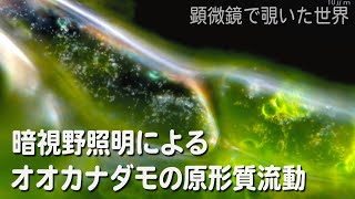 暗視野照明によるオオカナダモの原形質流動 顕微鏡 Cyclosis Cytoplasmic Streaming In Plant Cells Egeria Densa Youtube