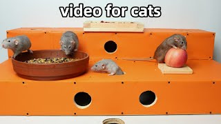 Cat TvRat Video for Cats to WatchCat Game to Relax your pets