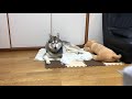 証拠を突きつけられて白々しく目をそらすシベリアンハスキー