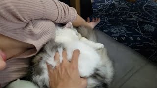 『揉めっつーの毎晩』無限わっしゃ編