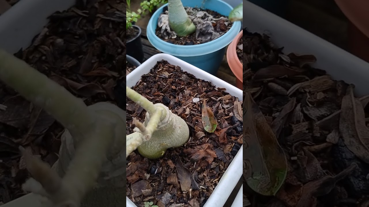 Aqui está com muita chuva e pouca flores 