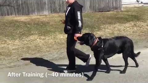 Reactive Black Lab before and after training