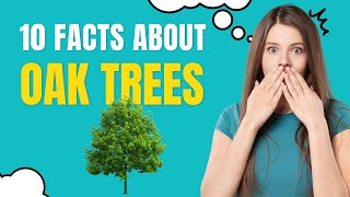 10 Facts About Oak Trees You Wood Not Believe | 10 Amazing facts about oak  trees you didn't know |
